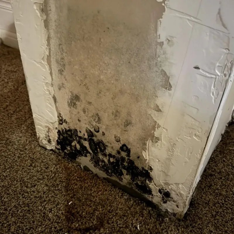 Professional Mold Removal in Oakland, OK